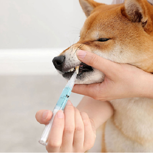 Pet's Teeth Health By Repairing and Preventing Disease