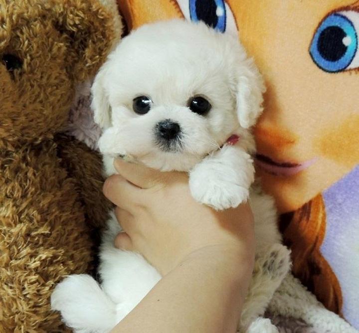 Realistic Teddy Dog Lucky