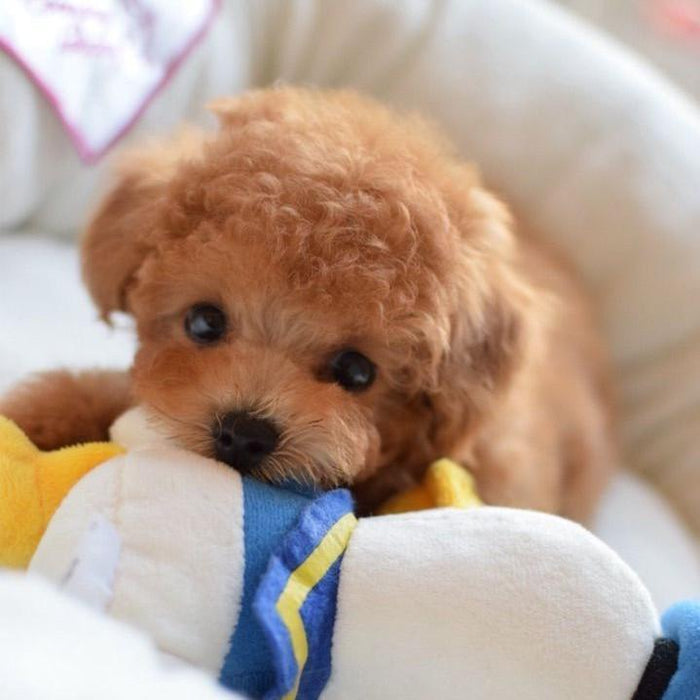 Realistic Teddy Dog Lucky